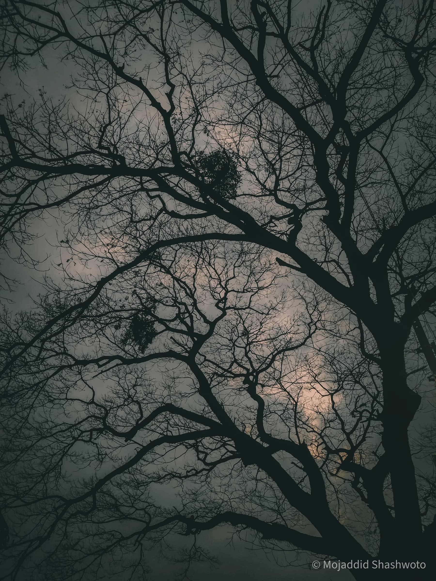 Silhouette of intricate tree branches against a soft twilight sky