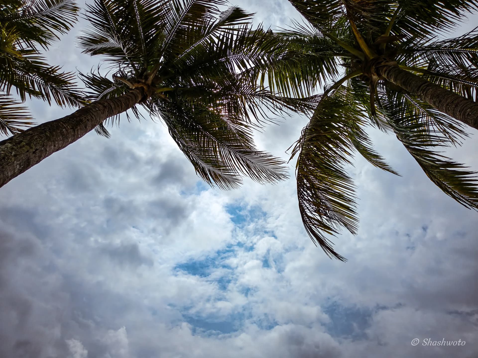 Looking upward through palm fronds into dramatic white clouds and blue sky