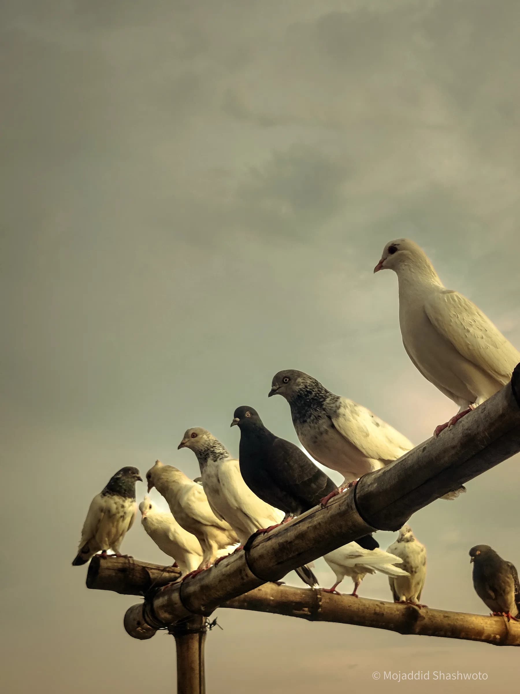 Row of pigeons and doves perched along a bamboo frame under overcast sky