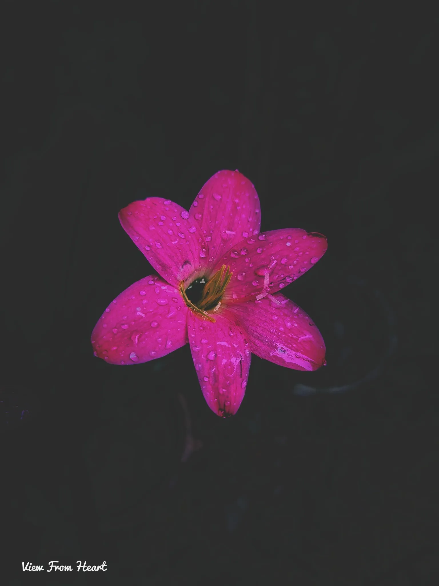 Vivid pink flower with water droplets on petals against dark background