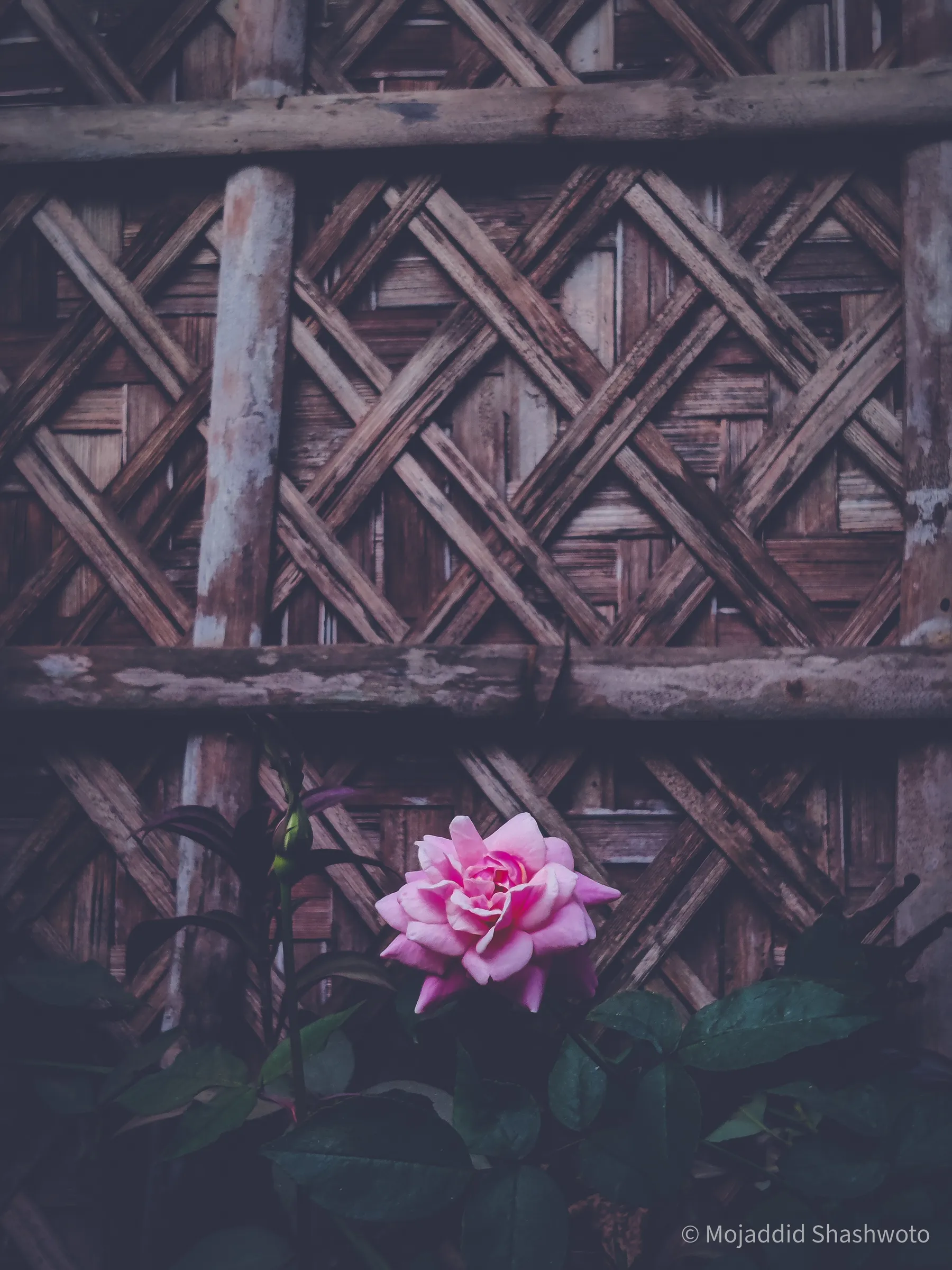Pink rose in bloom set against a weathered woven bamboo wall