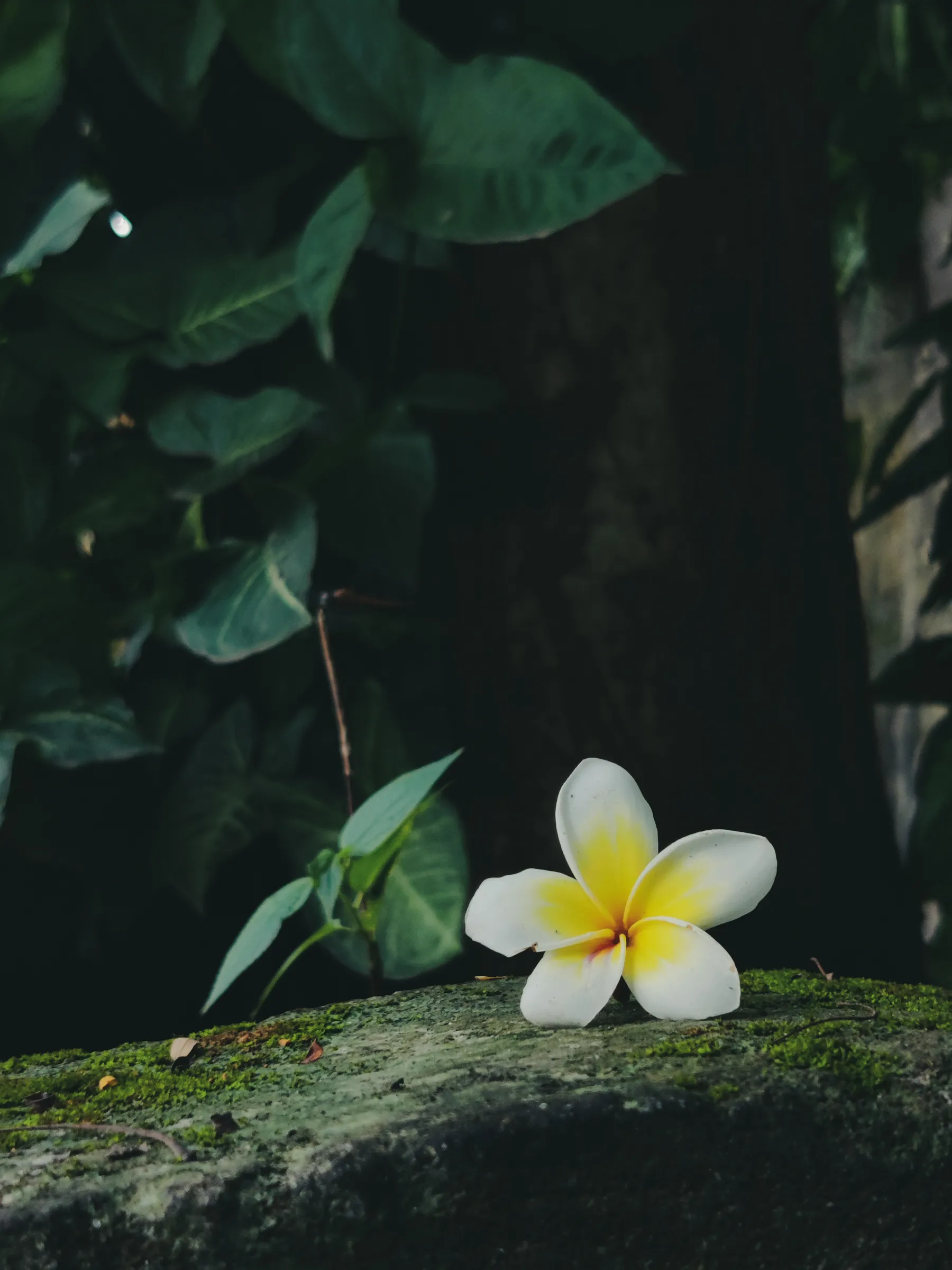 White and yellow plumeria blossom resting on a mossy stone wall in deep shadow