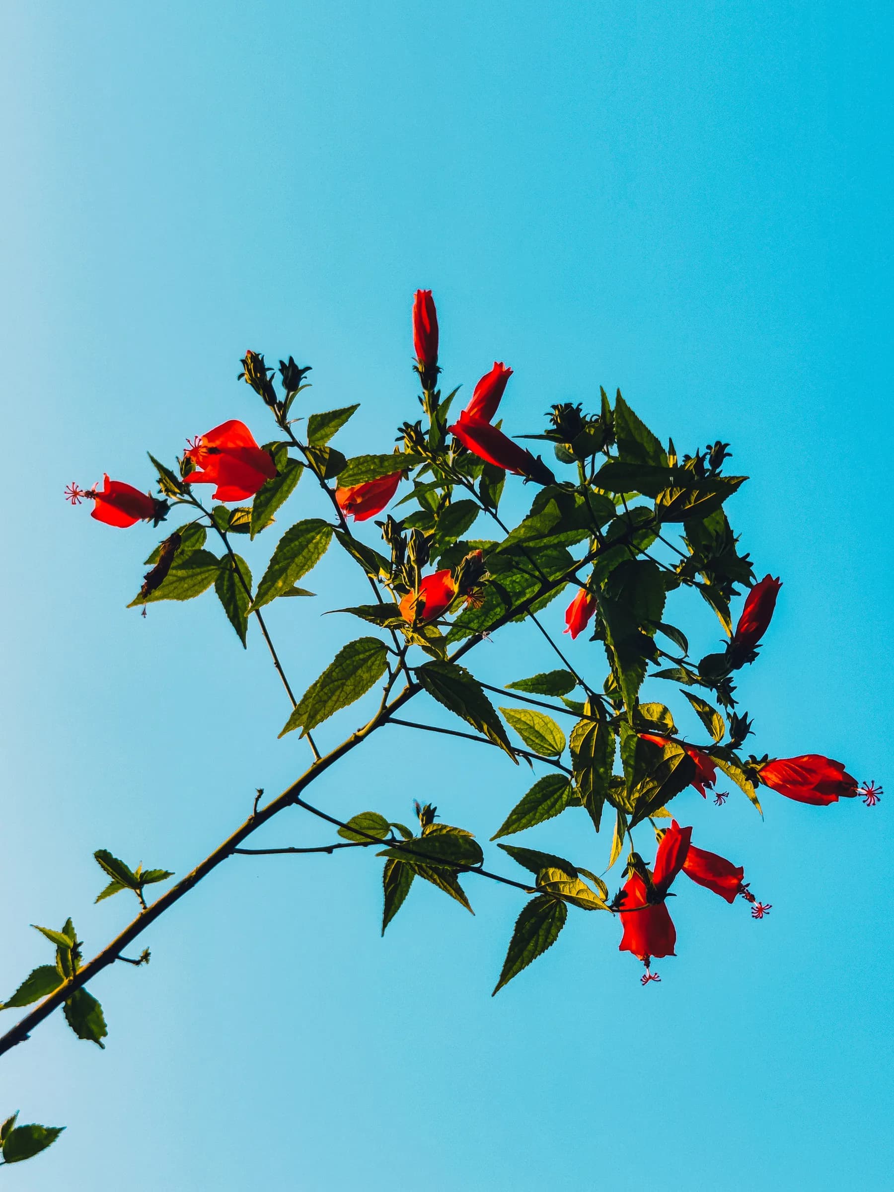Branch of red sleeping hibiscus blossoms reaching diagonally across a blue sky