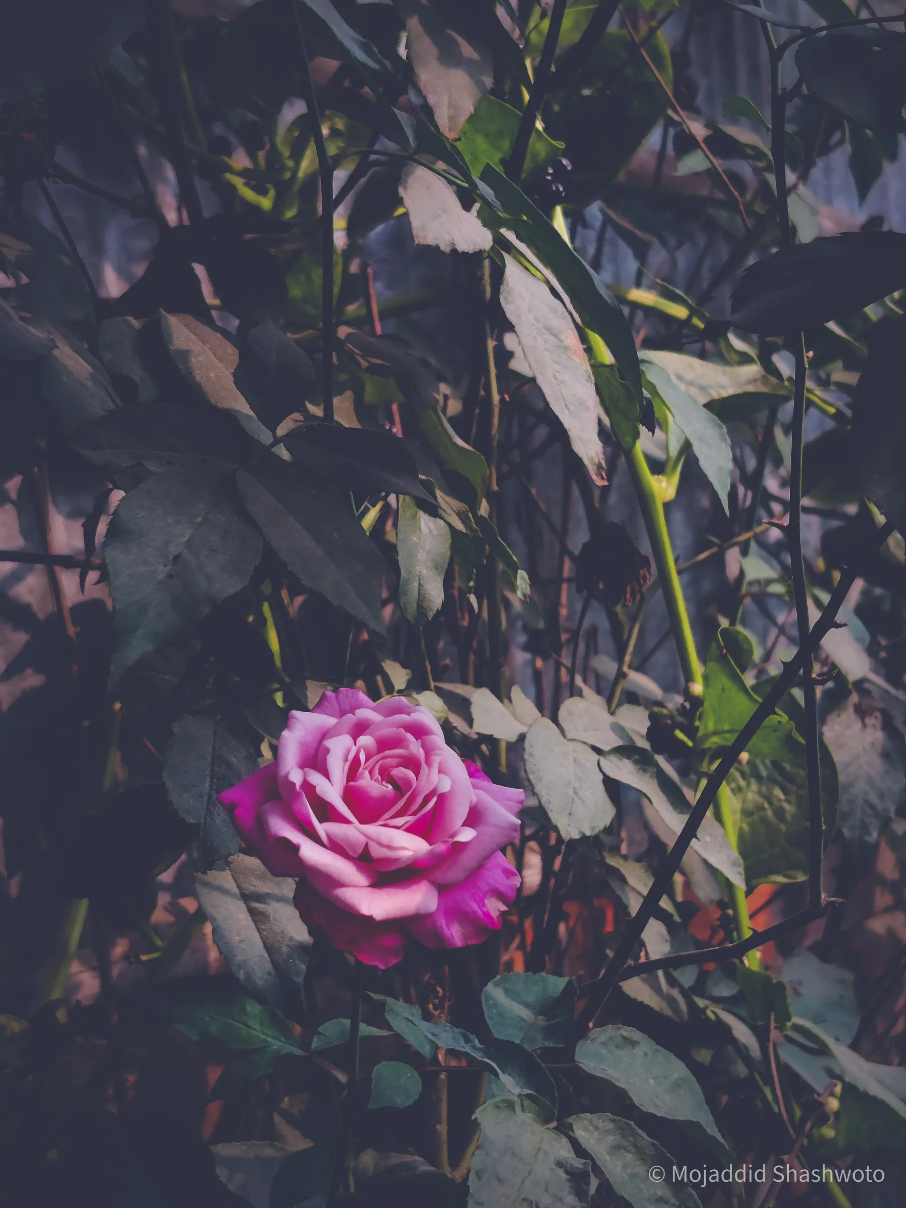 Pink rose blossom framed by dense dark green leaves and stems