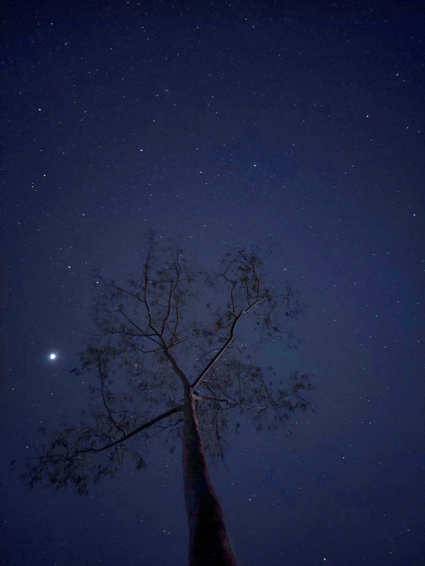 Tall solitary tree reaching into a clear night sky filled with stars