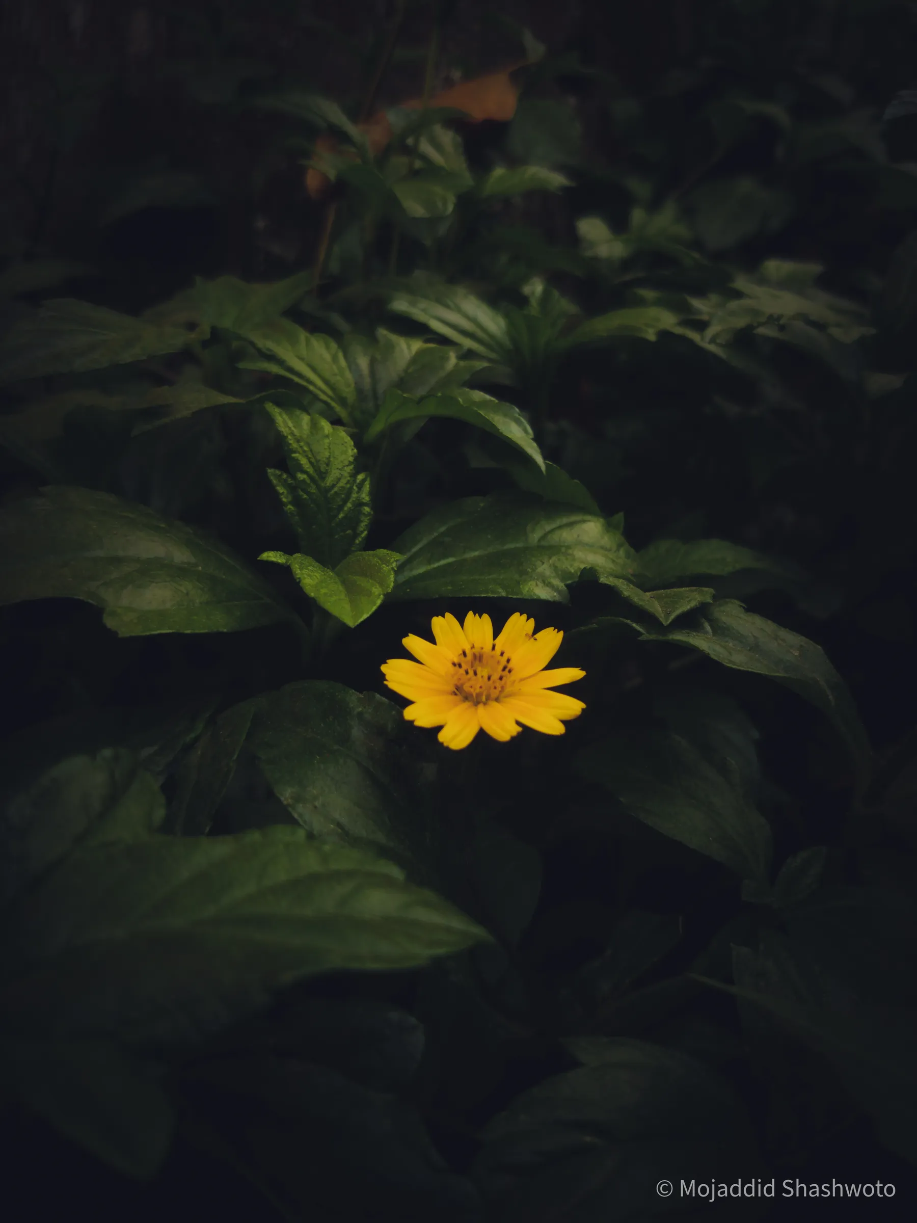 Single yellow flower blooming amidst dense dark green leaves in low light