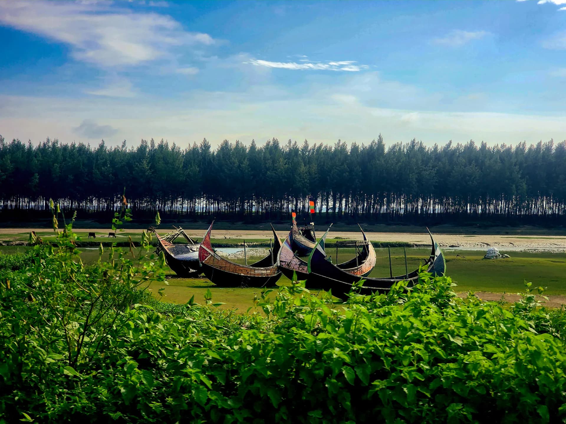 Traditional wooden boats resting on grass before a dense pine forest